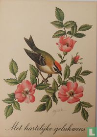 Vuurgoudhaantje: Regulus ignicapillus