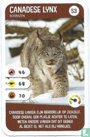 Canadese Lynx