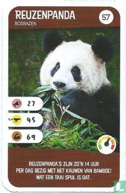Reuzenpanda