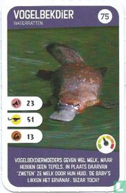 Vogelbekdier acheter