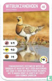 Witbuikzandhoen