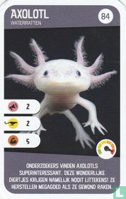 Axolotl acheter