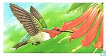 In the air: Bee Hummingbird