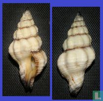 Peristernia marquesana