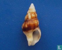 Peristernia fuscotincta