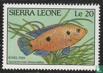  Vissen van Sierra Leone