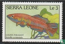  Vissen van Sierra Leone