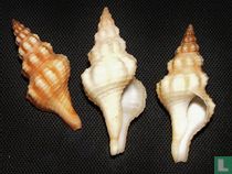 Pseudofusus pulchellus