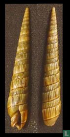 Duplicaria duplicatoides 