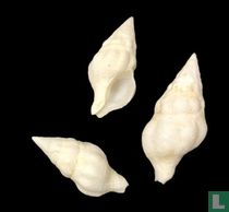 Peristernia forskalii leucothea