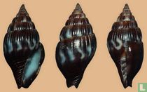 Vexillum mediomaculatum