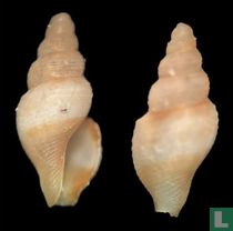Filodrillia aikeni