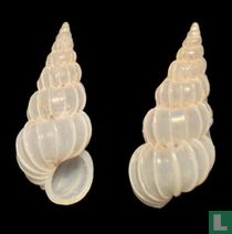 Epitonium eboreum 