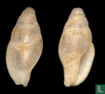 Zemitrella spengleri