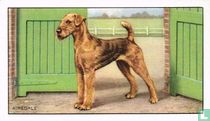 The Airedale