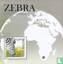 Zebras