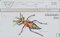Glückskäfer - Juni