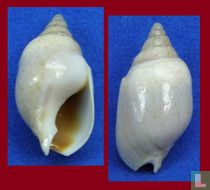 Buccinastrum duartei