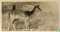 Fallow Deer