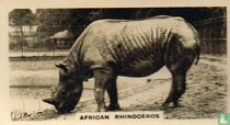 African Rhinoceros