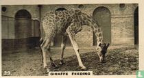Giraffe (Feeding)
