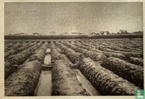 Suikerriettuin bewerkt met geulen en paden