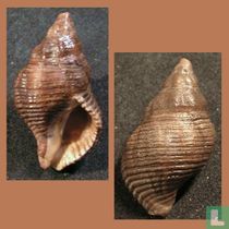Lirabuccinum dirum