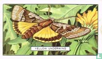Yellow Underwing