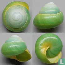 Asperitas bimaensis cochlostyloides