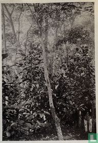 Coffea spec. onder Erytrina spec.