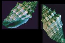 Vexillum crispum 