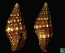 Vexillum paligerum