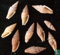 Vexillum suluense 