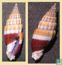 Vexillum militare 