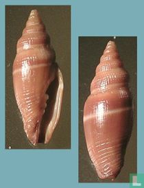 Vexillum funereum
