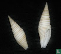 Imbricaria yagurai 