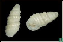 Pyramidelloides miranda 