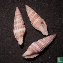 Vexillum obeliscum 