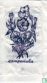 Campanula