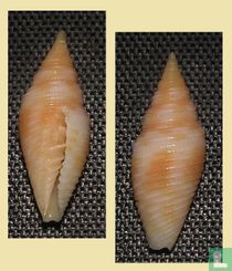 Imbricaria flammigera 