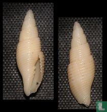 Fusidomiporta suturata