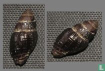 Vexillum ficulinum 