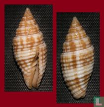 Pseudonebularia proscissa