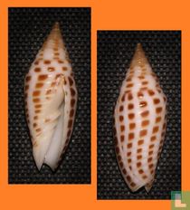Imbricaria fulgetrum 