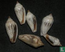 Imbricaria conularis 