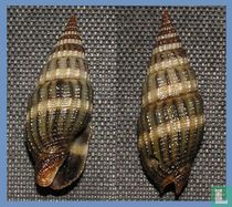 Vexillum collinsoni