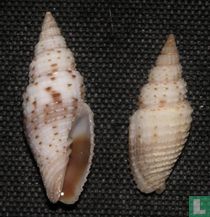 Imbricaria pretiosa 