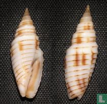 Subcancilla erythrogramma