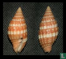 Vexillum unifasciale 