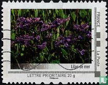Sea lilac
